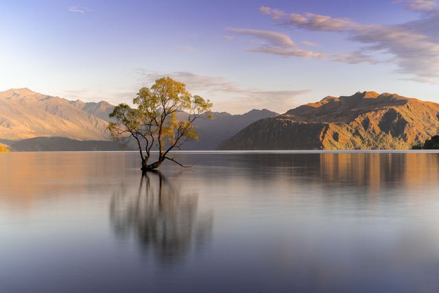 The famous Wānaka Tree standing in Lake Wānaka at sunrise with mountains behind.